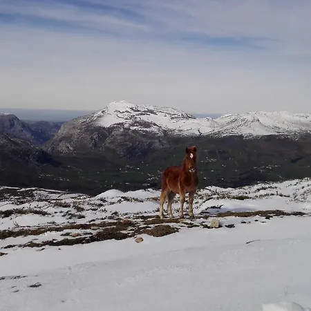 بيت شباب De Soba *